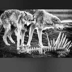 Pick my teeth with the bones of cadavers. #wolfwednesday #wolf #wolves #awhoooo #alpha #rds #fsu