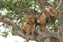 bigcatkingdom:  one sleeping comfortably, one keeping watch: Itasha’s tree-climbing lions, QENP, Uganda (by cirdantravels)
