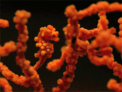 zerostatereflex:  Baby Pygmy Seahorses! 