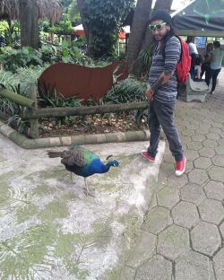 #zoo #peacock #medellin #zologico