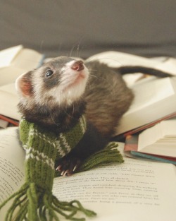 the-book-ferret:  Did someone say Draco Malfoy? 