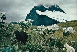 vintagenatgeographic:Hiking the MacKinnon Pass, New Zealand National Geographic | January 1978