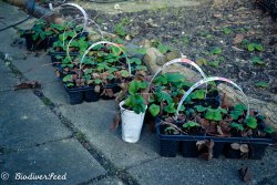 biodiverseed:I potted up about 50% of the