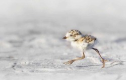 Feets, do your duty (Downey Plover chick)