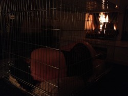 followme4ever:  MY PIECE OF ART That’s my beautiful girl puur. Laying in her cage in front of our fire place, while she is reading the histoire d’o. That’s where she belongs. Slave o is her role model. I want her to become as submissive and obedient