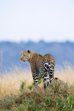 big-catsss:  African Leopard (Panthera pardus pardus), Masai Mara, Kenya by Elliott Neep 
