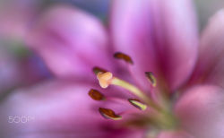 euph0r14:  macro | Pink Spring Beauty…. | by fgombert | http://ift.tt/1U0Sjr1  Lily 💖