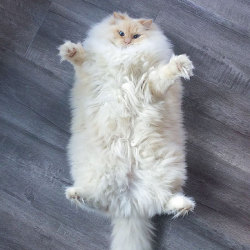 talkingtoichi: So much flooof!!! Too much floof!! I cant handle that much floof!!! 