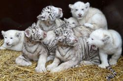 Magicalnaturetour:  White Lion Cubs And White Tiger Cubs Play Side By Side In German