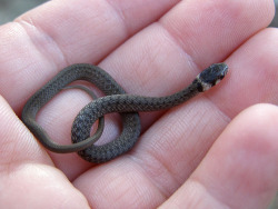 capekalaska:  bitipillar:  thereptileblog:  I love baby snakes,