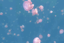 dailydot:  This isn’t an animation: It’s Jellyfish Lake, Palau, home to millions of non-stinging golden jellyfishWow.