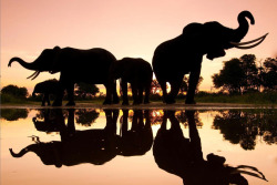 Awkwardsituationist:  Elephants Silhouetted By The Darkening Shades Of The Golden