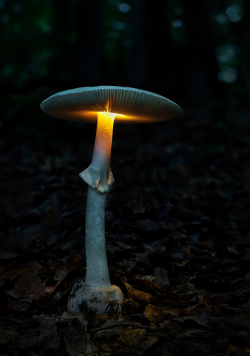 natural-magics:  Eruption by Moonshroom