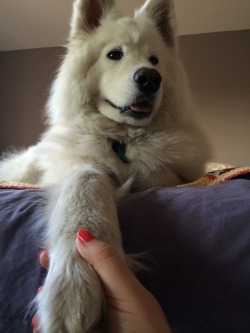 skookumthesamoyed:  Got your paw!