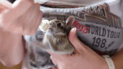gifsboom:  Video: Excited Baby Bunny Enjoys His Milk