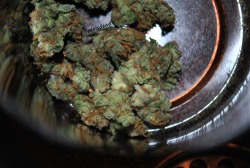 fearisdead:  Can’t remember what strain
