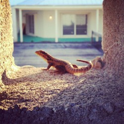 Wish we had cool little lizard dudes in Pennsyltucky. #cool #lizard #wildlife #Bahamas #weonlyhavesquirrels