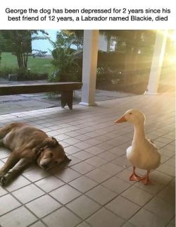 shadowkat678: galahadwilder:   catchymemes: This dog was depressed for 2 years after his best friend died, but then this duck showed up “Hey friend sorry I’m late, I reincarnated in a part of the world I’m not familiar with so it took me a while