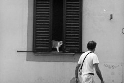 thecatart:  Cat, Man, Window, Travel, Film, Black and White, Photography cat pictures art 