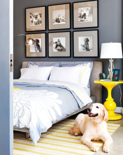 styleathome:  Does this beautiful bedroom come with the golden retriever? LOVE! {Photography by Virginia Macdonald}Read more here: http://www.styleathome.com/homes/small-spaces/small-space-interior-lofty-ideas/a/34663/6 