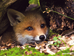everythingfox: Baby fox getting ready for a sneak attack Eeee &lt;3