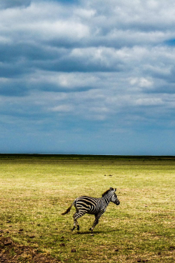expressions-of-nature:  Zebra / Tanzania