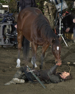 birdfightingbigotry:  lilyrose225writes:  riddlemehiddleston:  amber-and-ice:  timespaceprincess:  inksplotched:  terecita:  thatswhenyouseesparks:  Still my favorite story from the Lord of the Rings set: Viggo Mortensen bonded so much with the horse