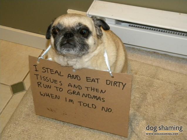 dogshaming:  That’s it, I’m going to grand-ma’s!!  I’m Millie, when I was