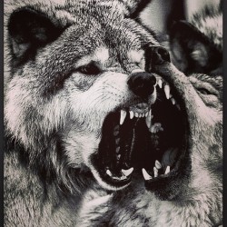 Spirit animal fo lyfe. #lonewolf #wolf #wolves #alpha #wolfknives