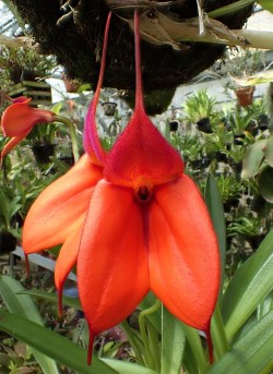 orchid-a-day:    Masdevallia wellischii  May 6, 2018 