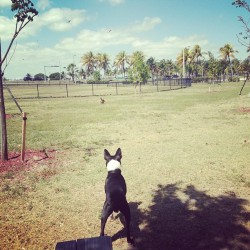 Romeos first doggy park !!! #sofarsogood #romeo #goodtimes #firsttime #doggypark