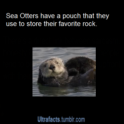 ultrafacts:  vancity604778kid:  ultrafacts:  eevil-sdrawkcab:  ultrafacts:  More Ultrafacts (Source)  Ahahaha why a rock!?  They use the rock as a tool to crack open clams and sometimes they play with it for fun. P.S: Not just sea otters, but ALL otters