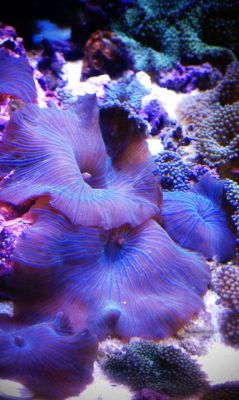 sixpenceee:The above are Mushroom Anemones. They are similar to sea anemones because they have no calcerous skeleton, but anatomically they more strongly resemble stony corals. These soft bodied animals have a flattened oral disc with a smooth, bumpy,