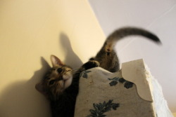 getoutoftherecat:  get down from there cats.