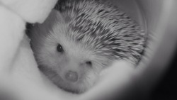 hardhedgehoglife:  I think night vision brings out my good side, don’t you?