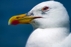 portrait of a seagull by Marite2007 on Flickr.