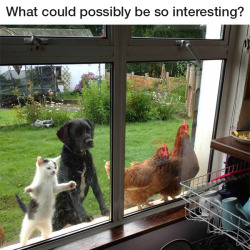 unamusedsloth:  Distracting enough for a kitten, a dog, and two chickens. 