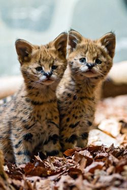 plasmatics-life:  Two cute serval babies [via/more] By Tambako The Jaguar