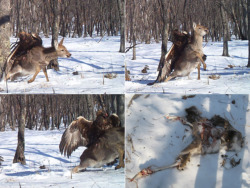 nationalpost:  Zoologists capture amazing images of eagle attacking — and killing — a deer in Russia  What happens in the woods when you’re not there to see? As these images accidentally captured in the snowy forests of Russia reveal, some pretty