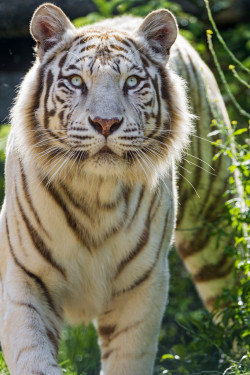 funkysafari:  Aproaching white tigress by Tambako