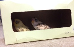 pepperandpals:  Budgies in a box! 