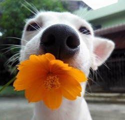 deprofundisdeigratia:  this dog is adorable :33333 