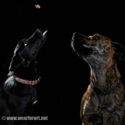 My First Attempt At Studio Pet Photography.  Meet My Two Angels, Ellie The Kelpie