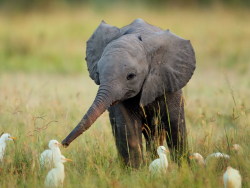 plant-strong:   hello small feathered things i am a baby elephant it is nice to meet you may we shake noses?  Squee. 