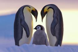 nubbsgalore:  Emperor penguin chicks in Antarctica’s Snow Hill Island, where temperatures drop to seventy bellow and winds exceed 100 miles an hour. The penguins are so unused to humans that they react with simple curiosity when scientists or photographer