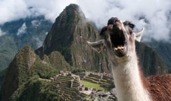 saddestblogger:  thebootydiaries:  who is she  the beautiful emperor kuzco