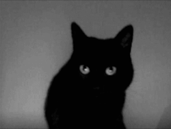 makingoutwithmydemons:                          black cats &amp; my inner demons