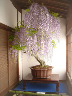art-tension: The Most Beautiful Bonsai Trees