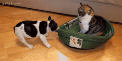 gifak-net:video: French Bulldog Puppy Tries to Reclaim Bed From Cat