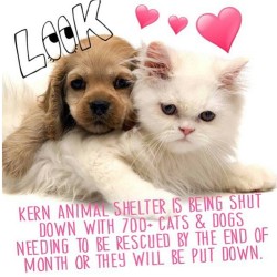  This is gravely important, so if you could please reblog and share anywhere, it would help. Anyone interested in saving the life of an innocent animal, please go to Kern County Animal Shelter. They are being evicted, and have over 700 dogs and cats